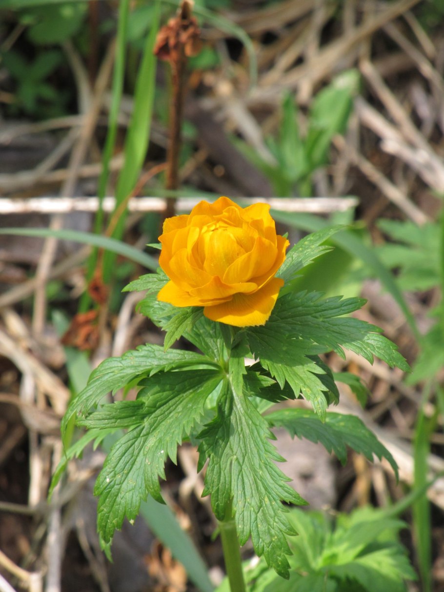 Купальница Болотная