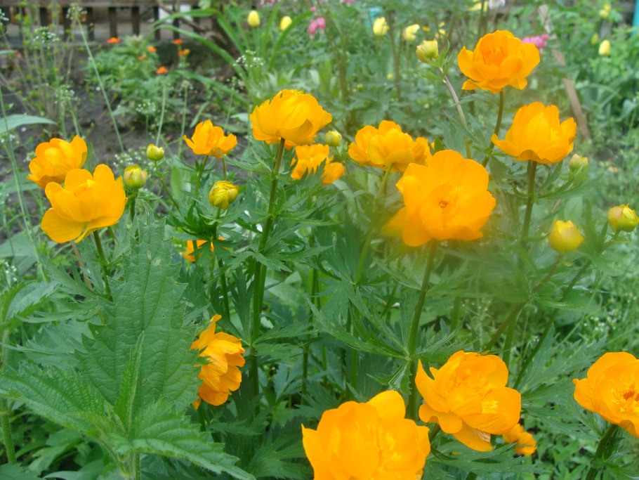 Купальница оранжевая