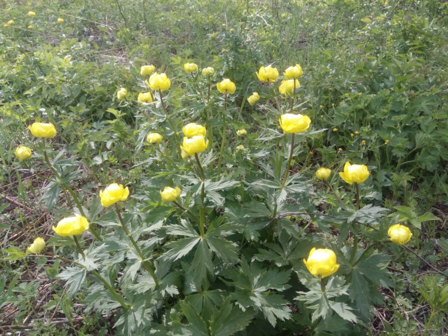 Сибирская купальница азиатская
