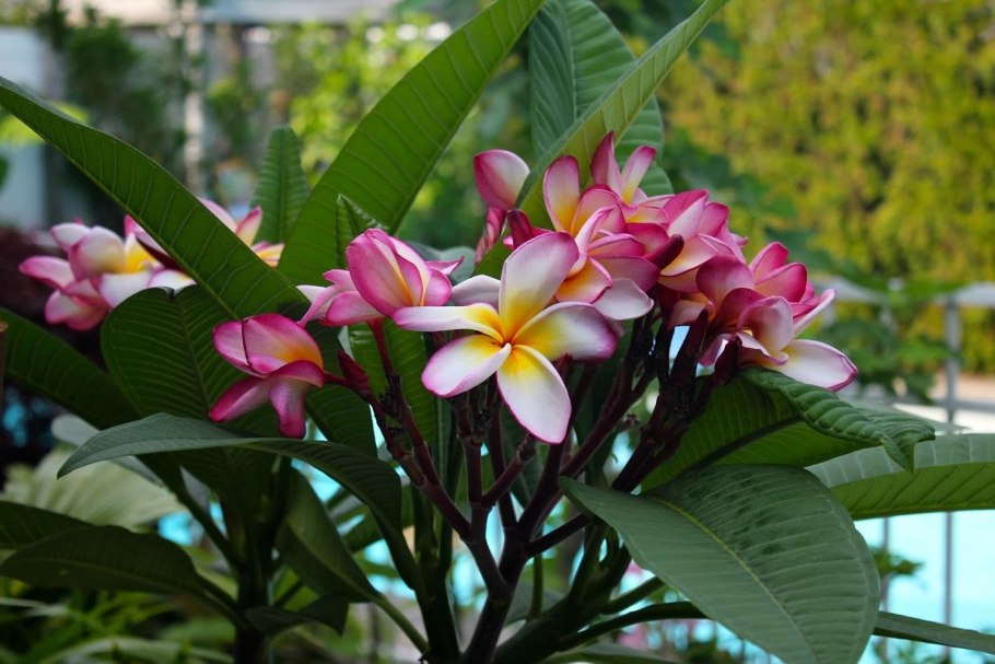 Адениум цветок