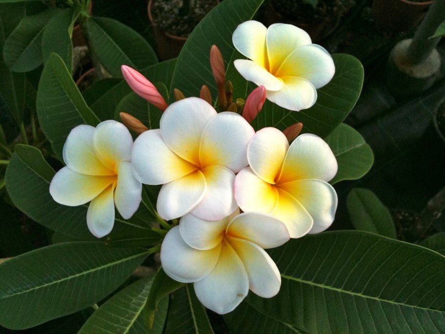 Плюмерия Франжипани