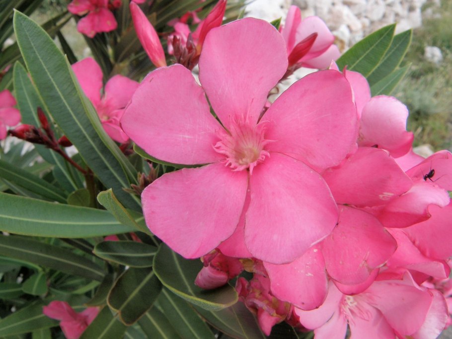 Катарантус розовый