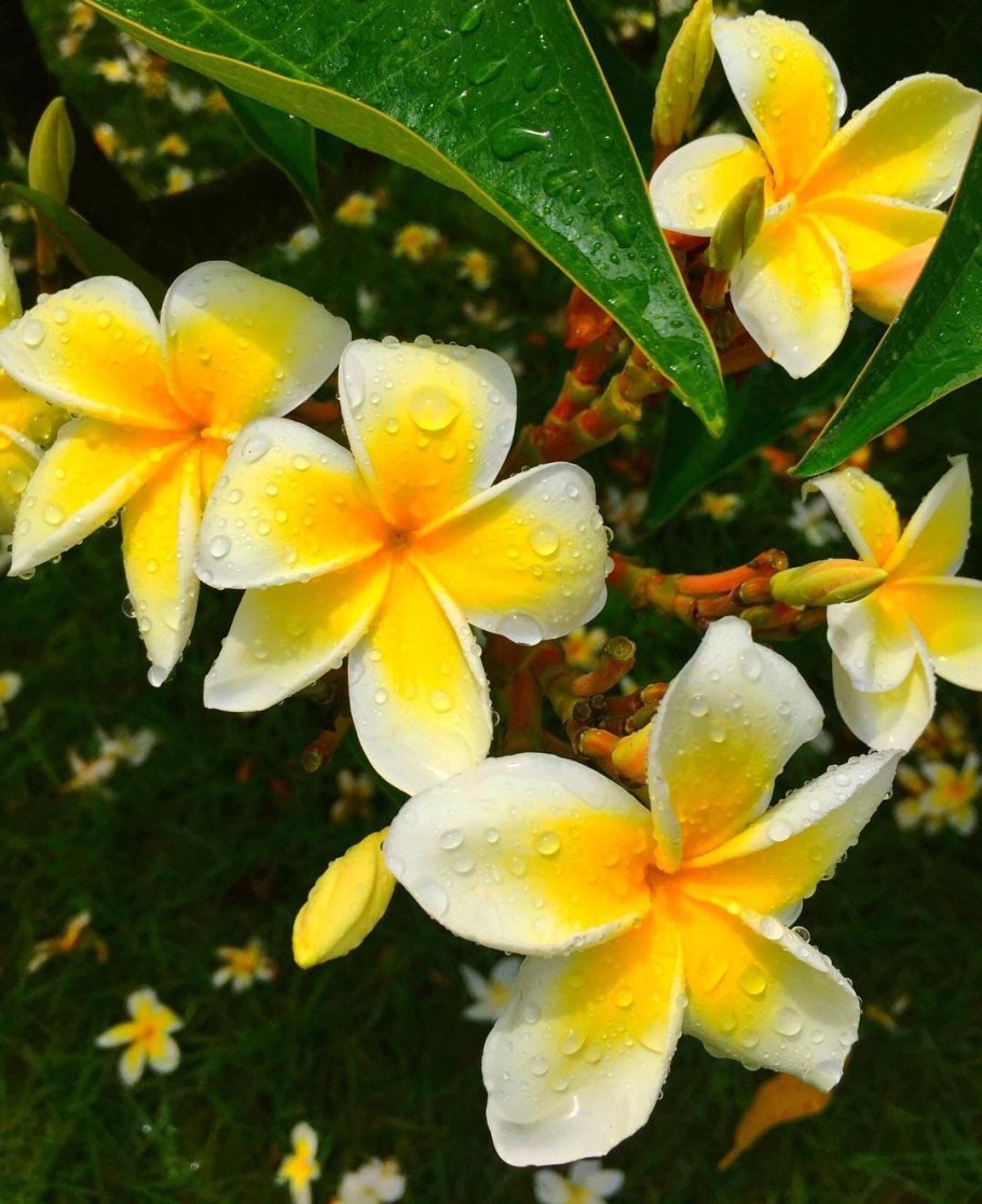 Цветы Плюмерия Франжипани