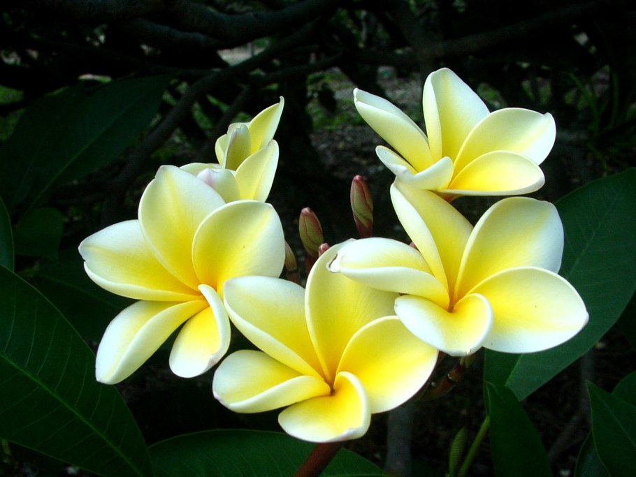 Сорт олеандра Кардинал