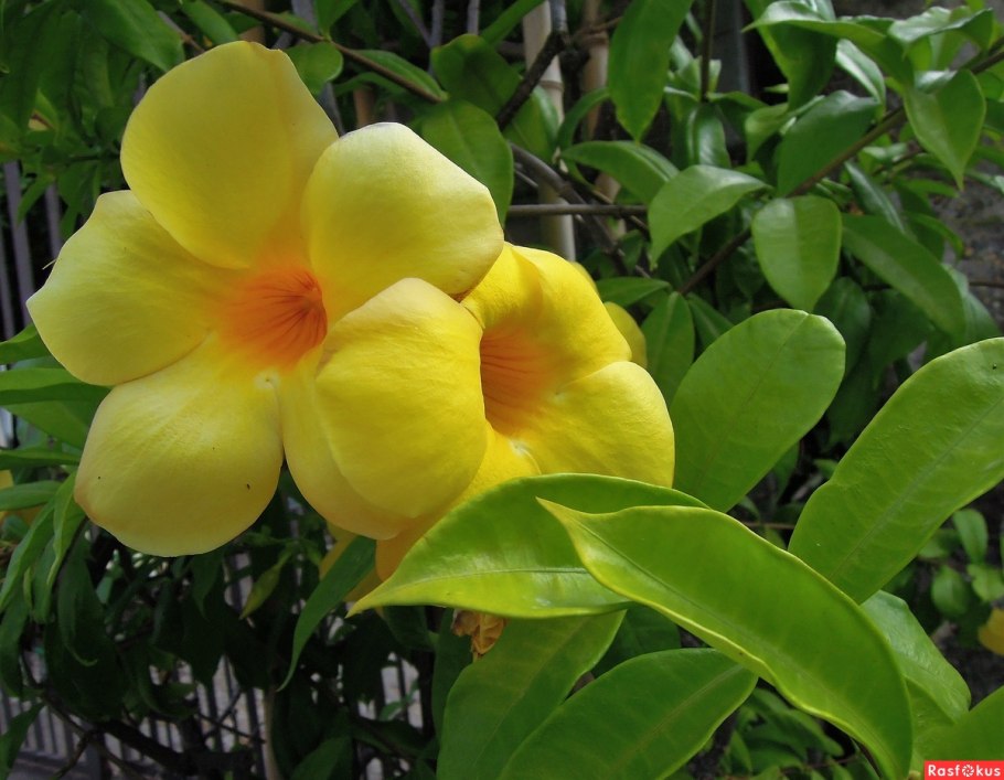 Золотая Алламанда растение