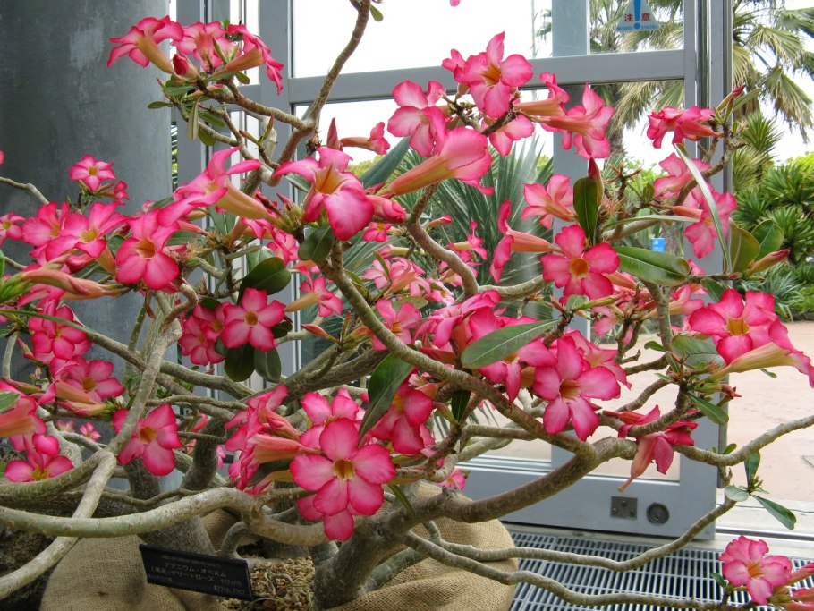 Алламанда олеандролистная