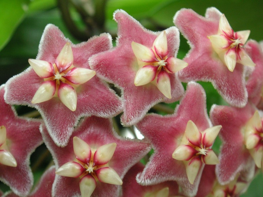 Семейство Кутровые представители