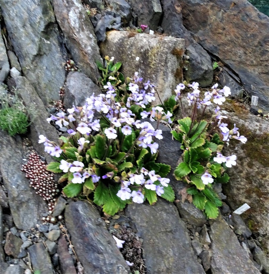 Хаберлея растение