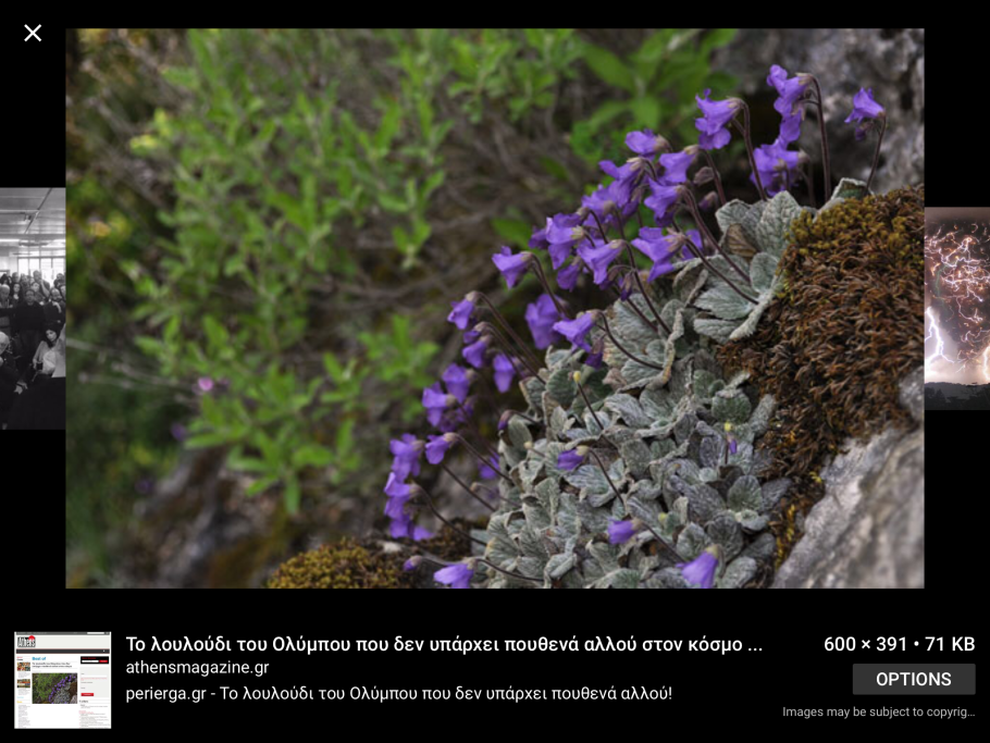 Янкея рисунок