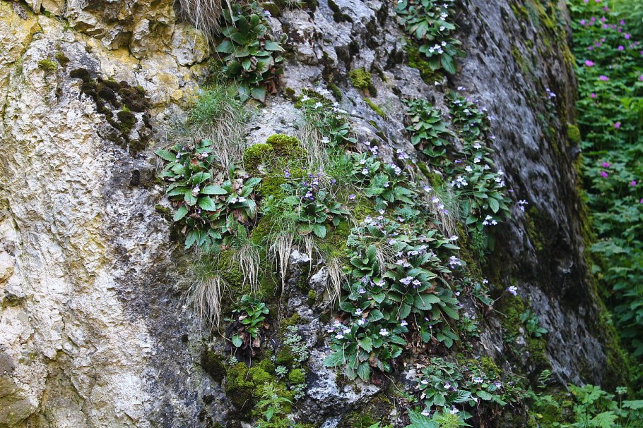 Камнеломка супротивнолистная