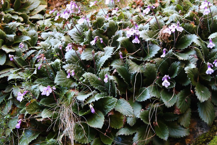 Зимолюбка зонтичная. Ботаническая иллюстрация