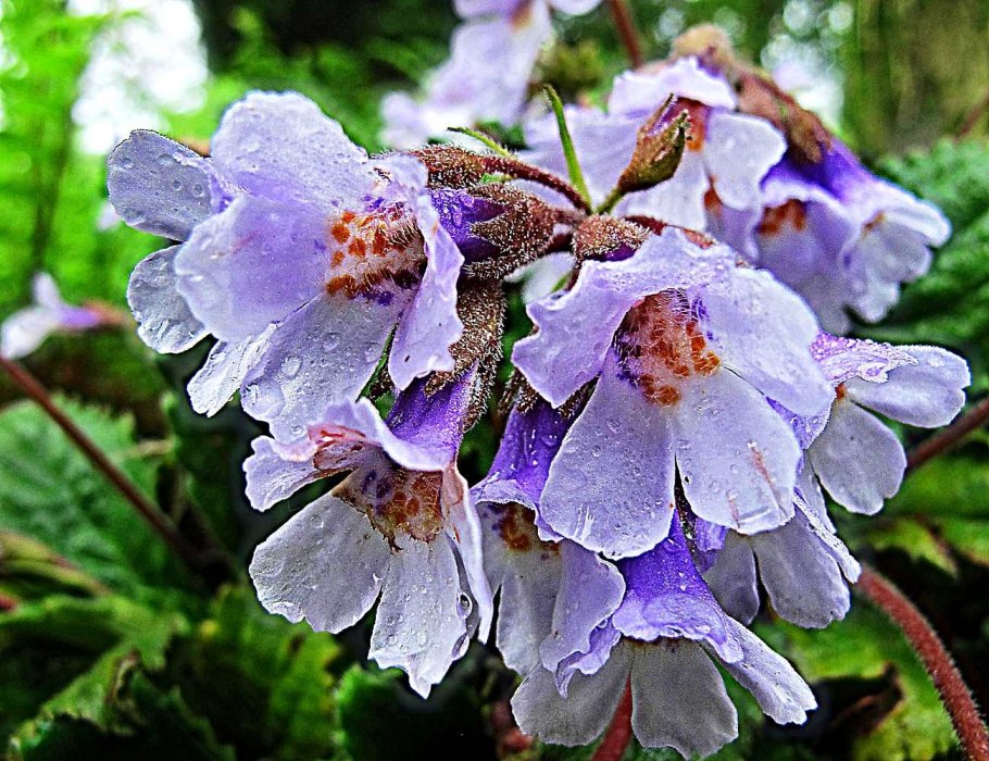 Янкея цветок