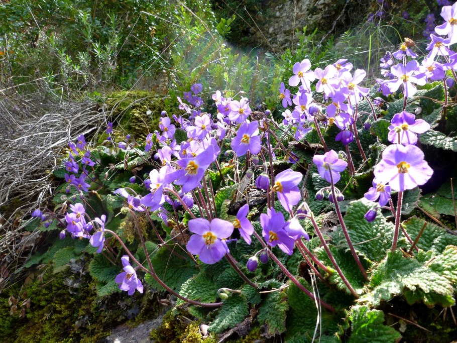 Габерлея Родопская (Haberlea rhodopensis)