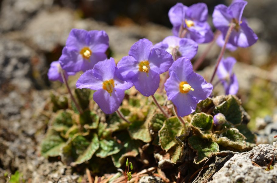 Хаберлея Родопская