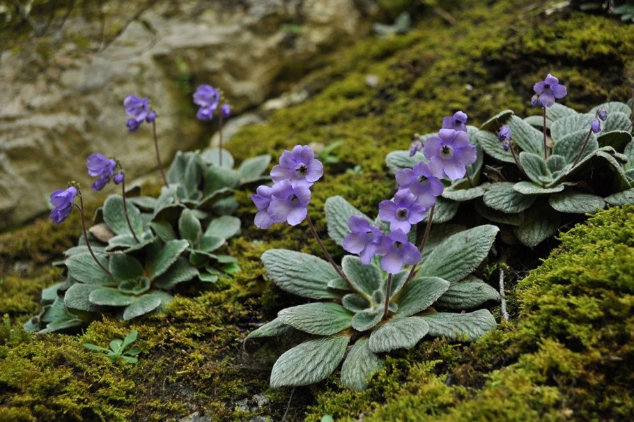 Янкея цветок картинка