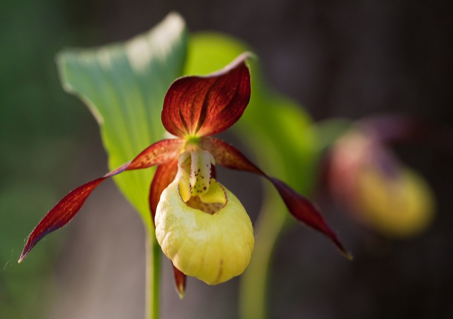 Египетские корнеплоды