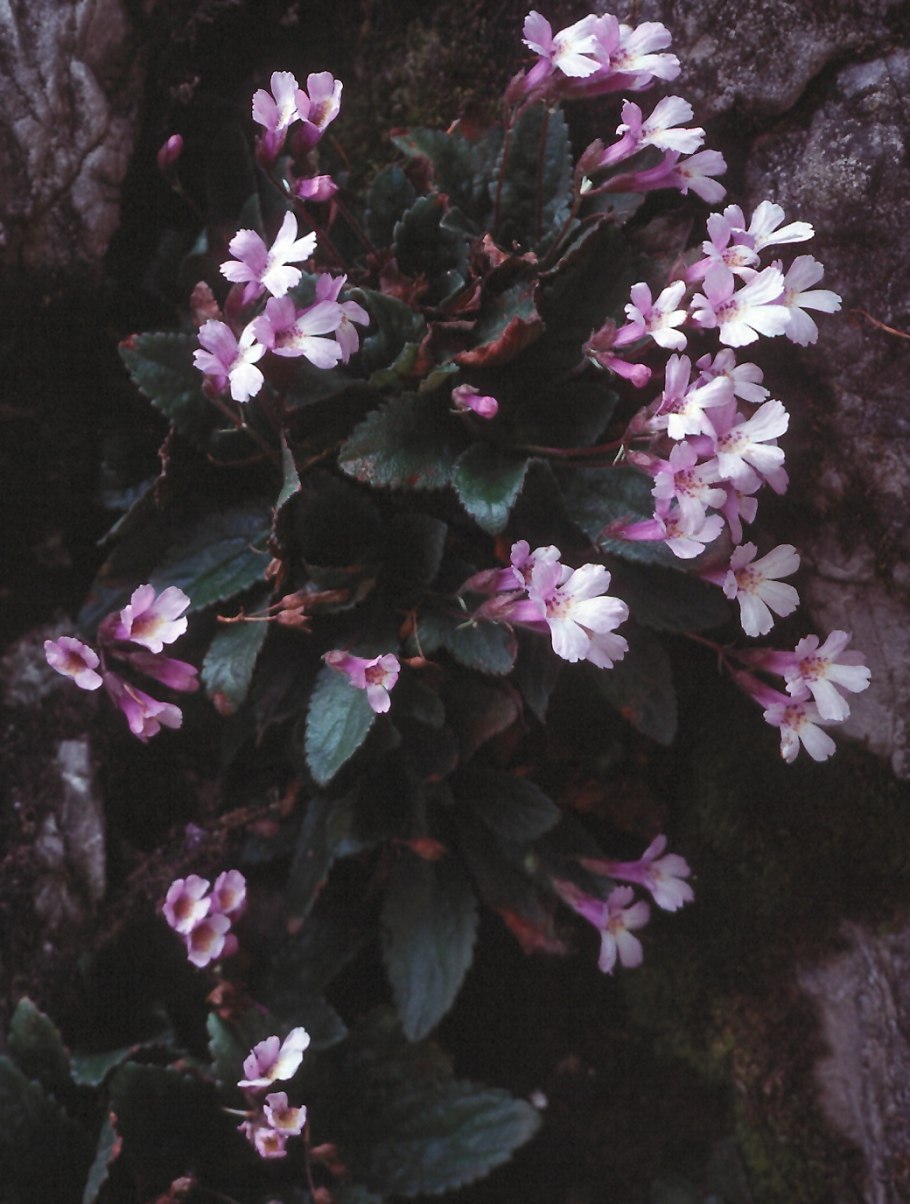 Хаберлея Родопская