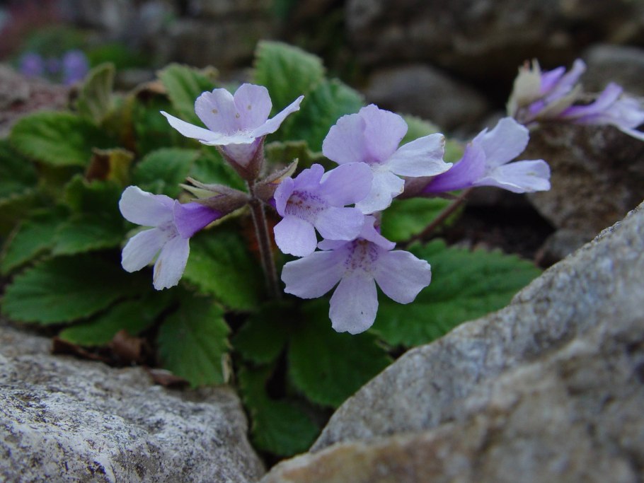 Рамонда Сербская