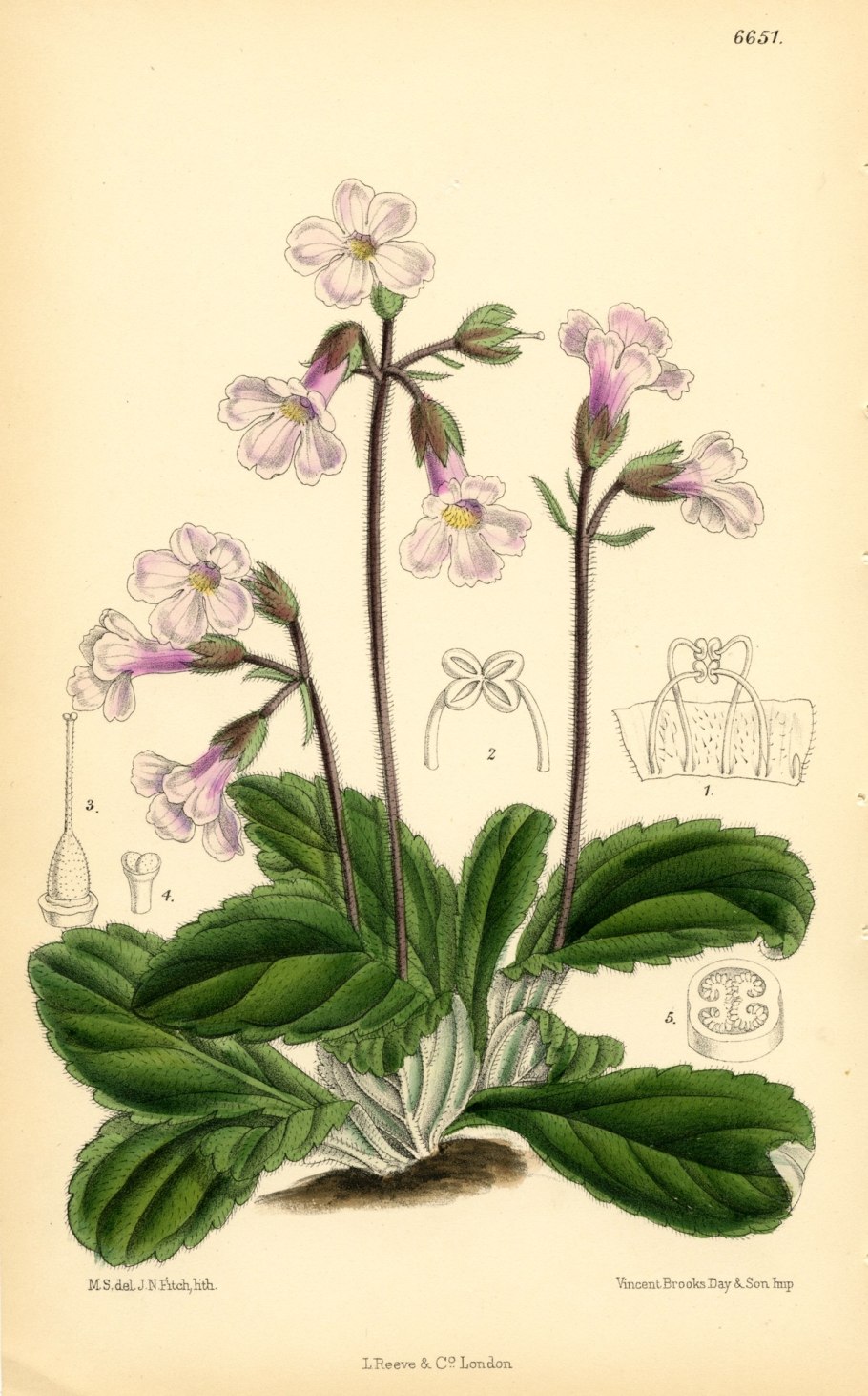 Хаберлея Родопская