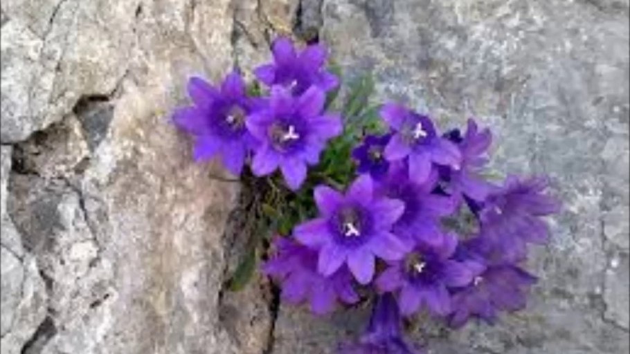 Фон однотонный прозрачный