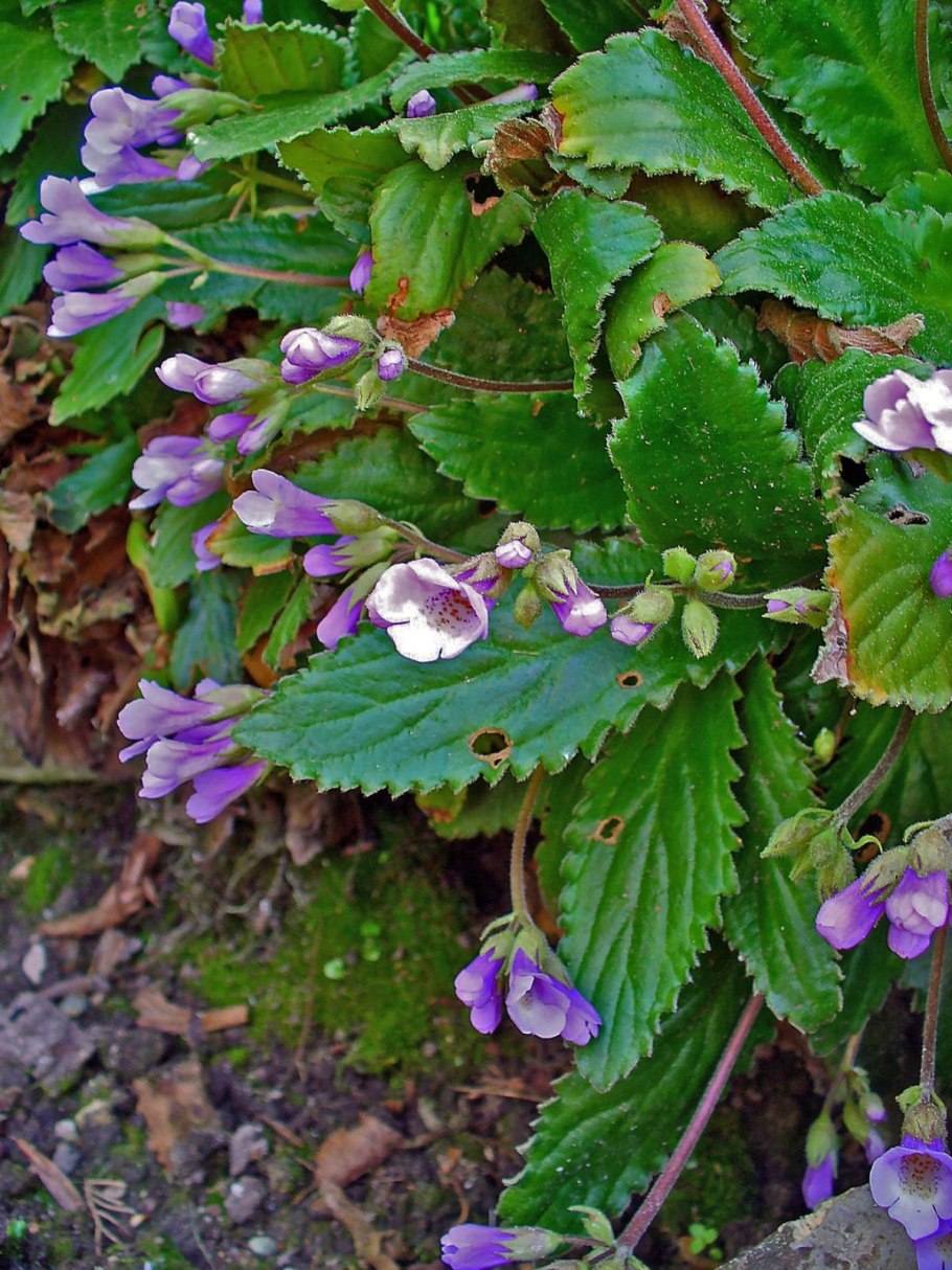 Хаберлея растение