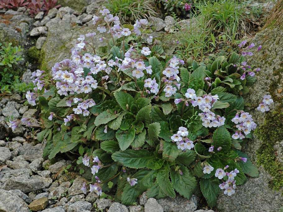 Хаберлея посадка и уход