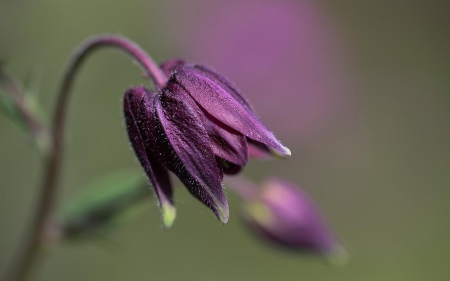 Габерлея Родопская (Haberlea rhodopensis)