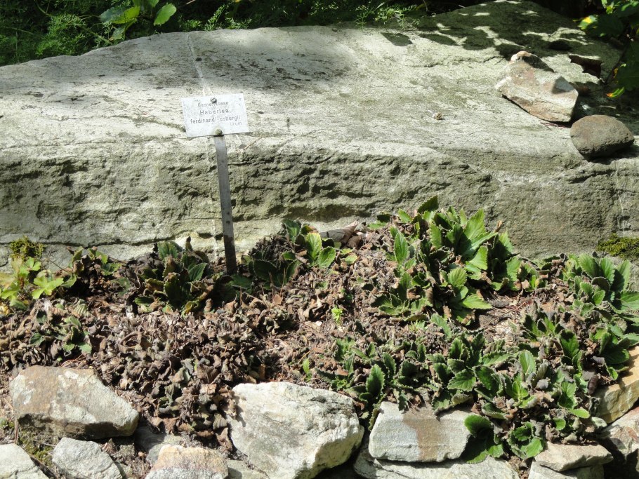 Примула Джефферсония