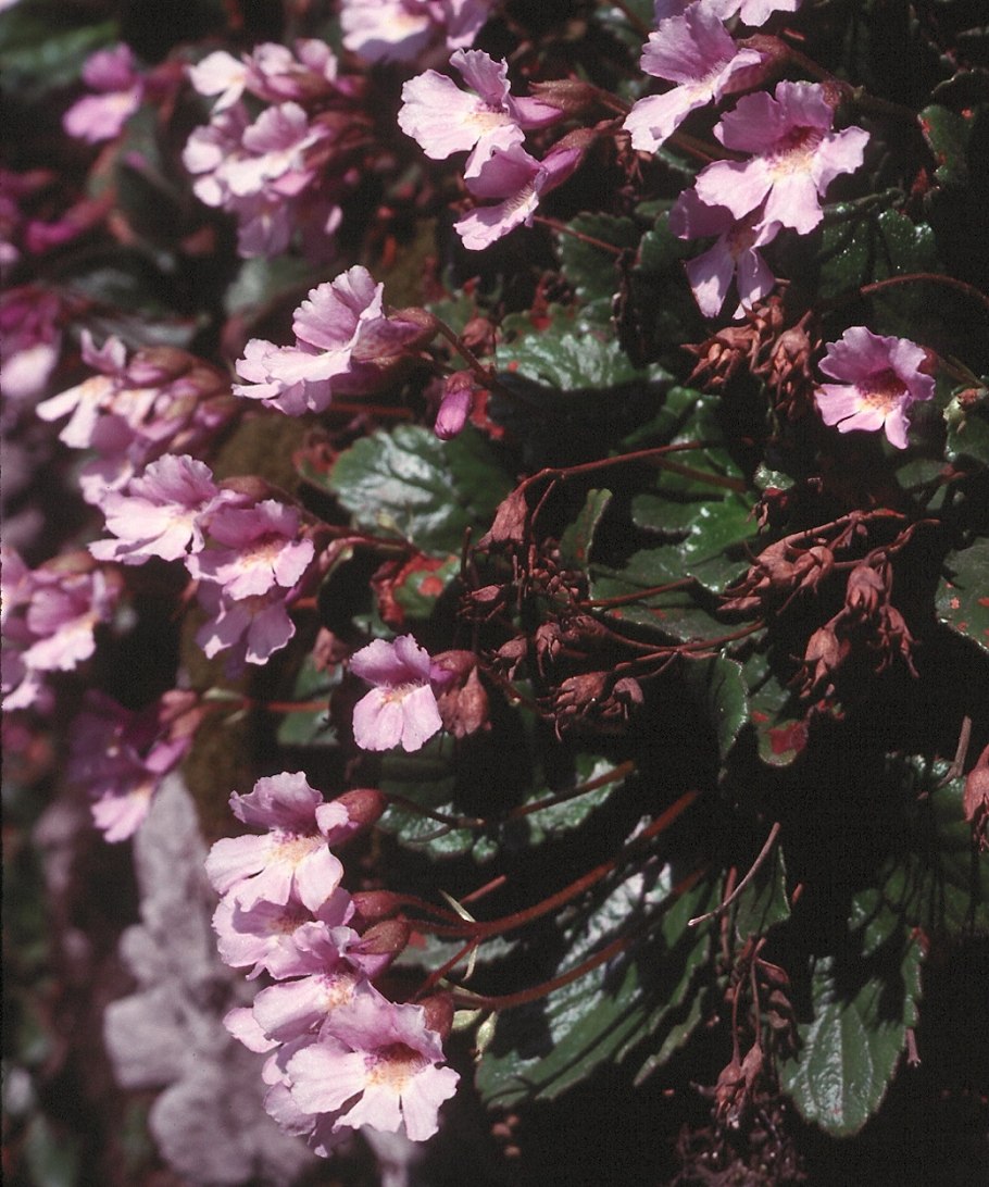 Хаберлея (Haberlea) rhodopensis Connie Davidson