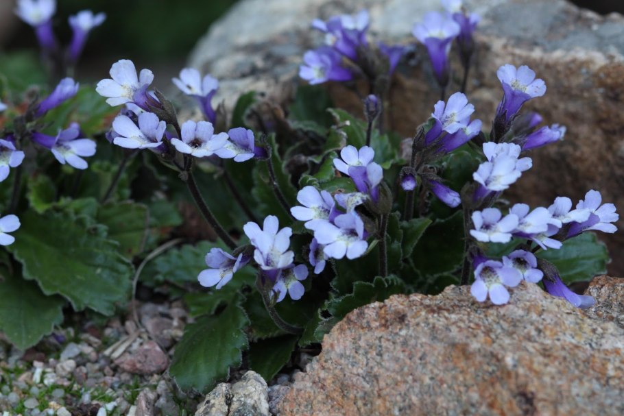 Хаберлея цветок