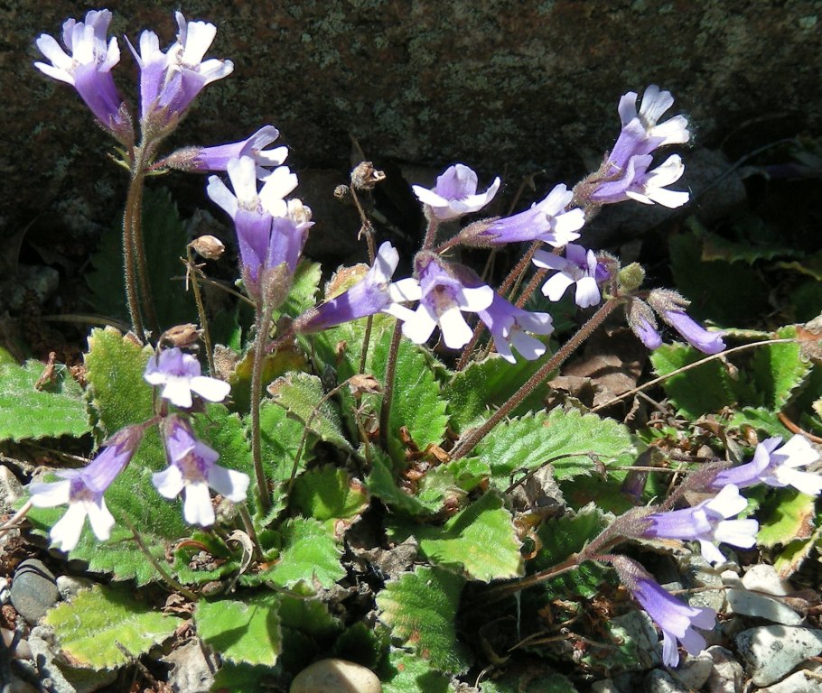 Haberlea rhodopensis