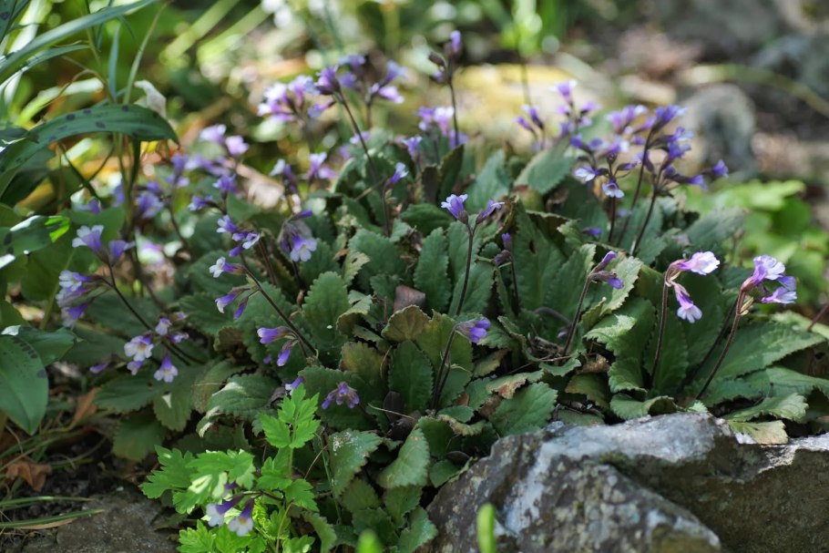 Янкеа Хельдрейха