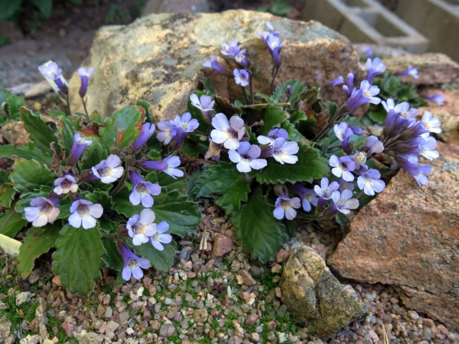 Haberlea rhodopensis