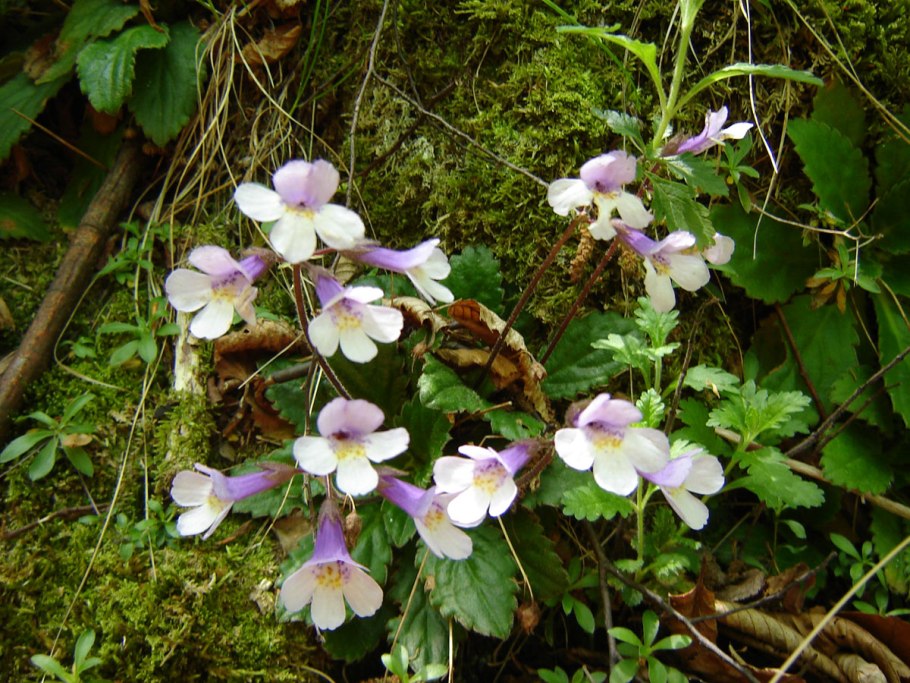 Мини экскаватор Kobelco sk025