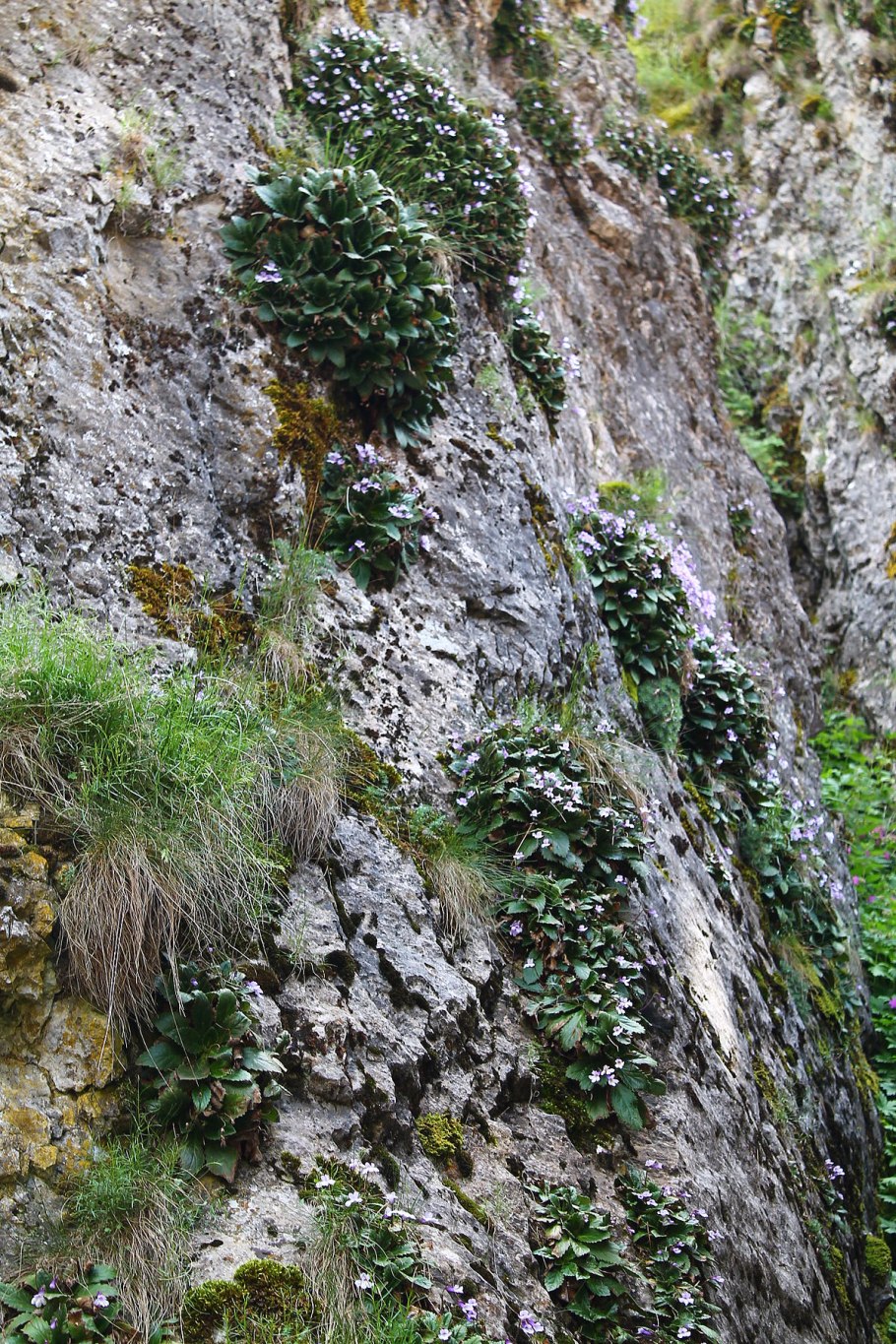 Ramonda nathaliae 'Alba'