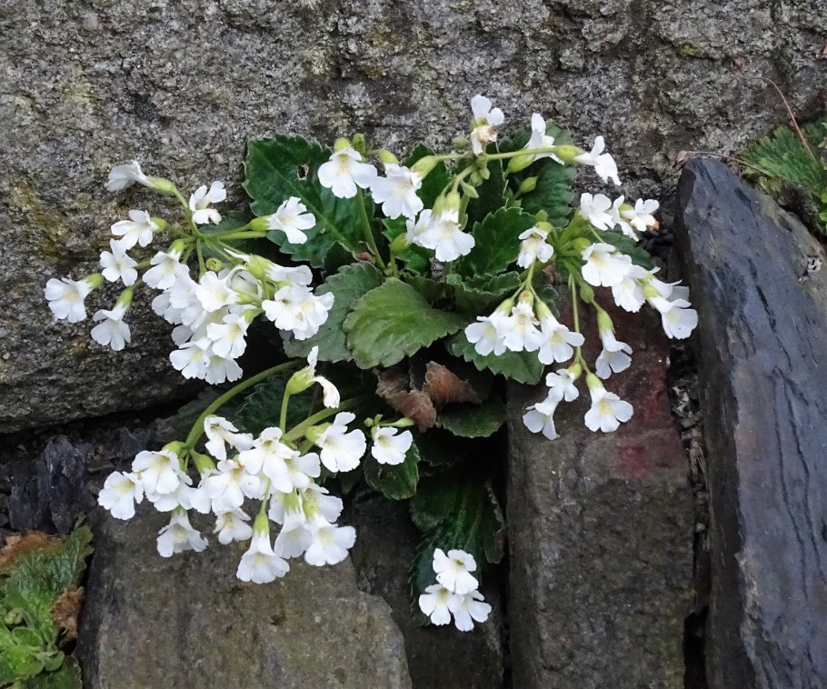 Хаберлея Родопская