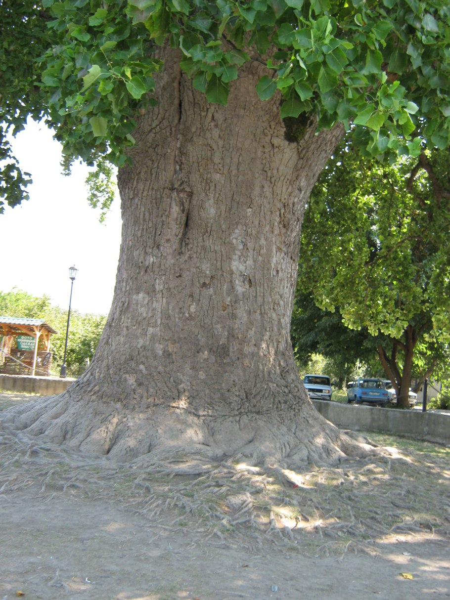Тюльпановое дерево Лириодендрон Головинка