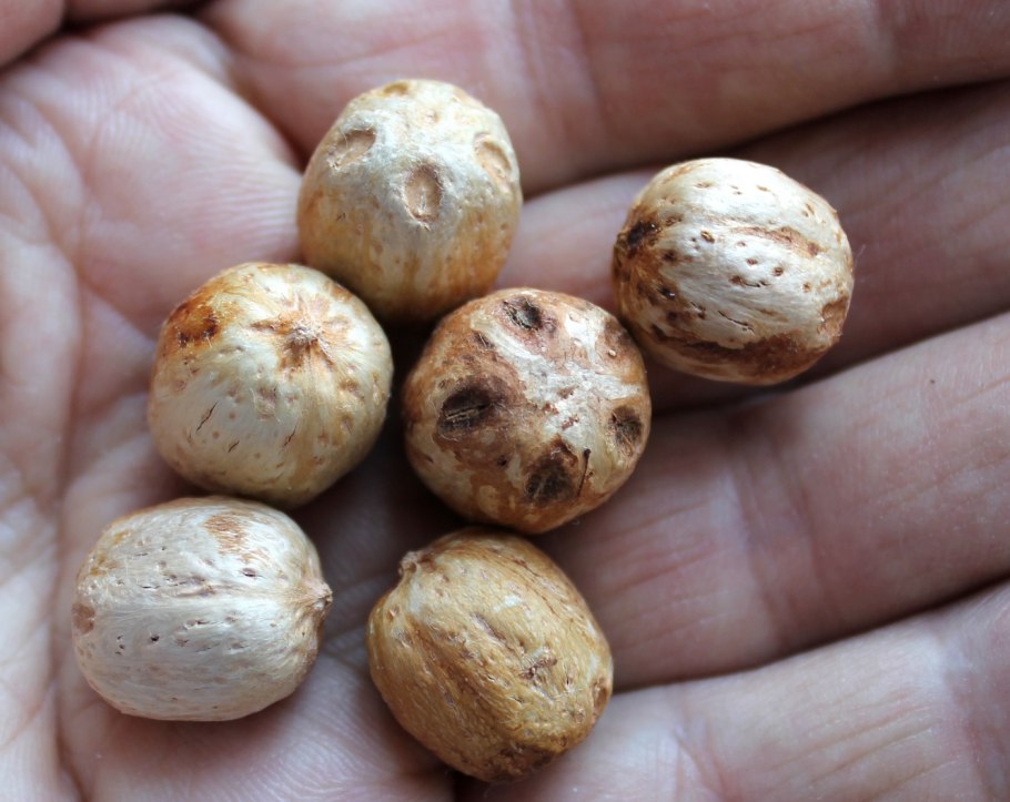 Choerospondias axillaris