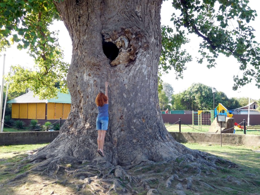 Тюльпановое дерево Лириодендрон