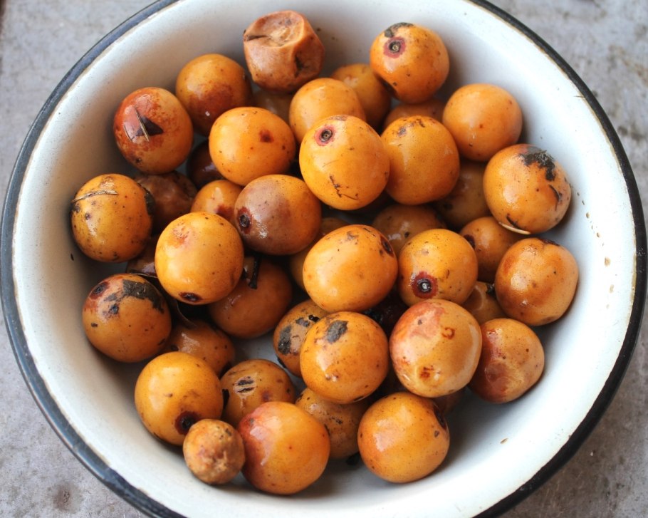 Choerospondias axillaris