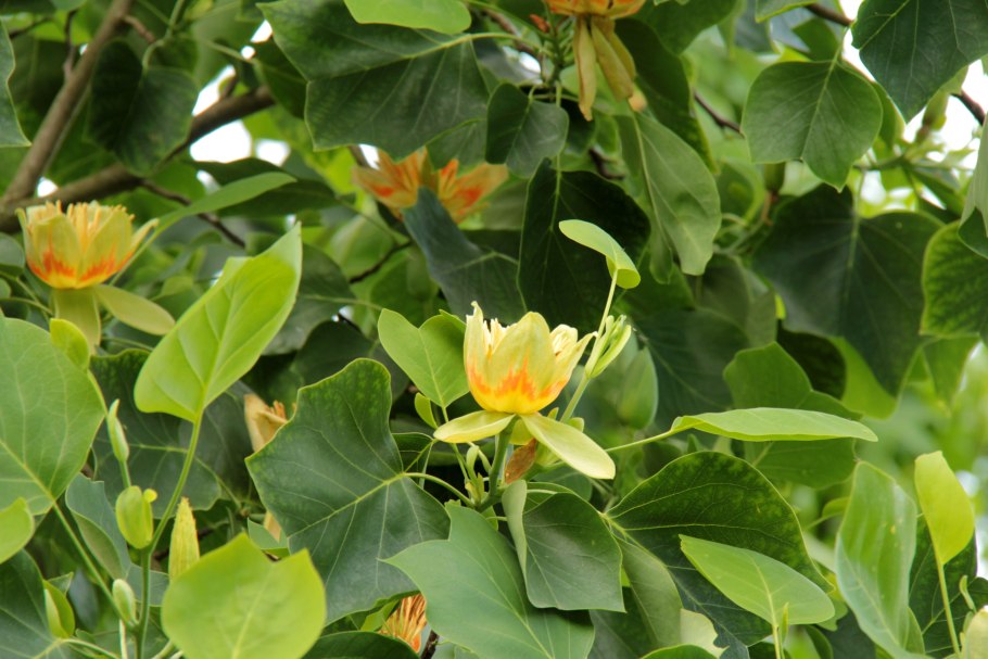 Головинеп тюльрпновое дерево