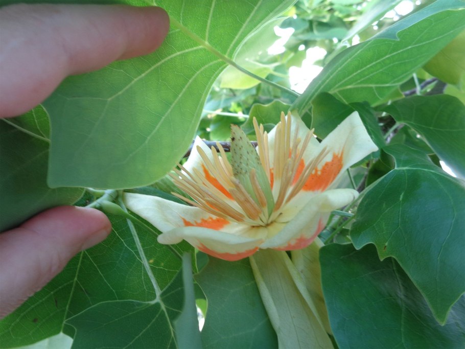 Spondias pinnata выращивание домашних условиях