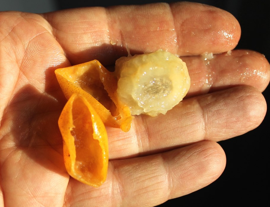 Choerospondias axillaris