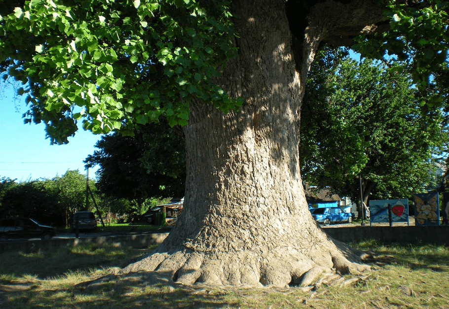 Головинка Сочи тюльпановое дерево