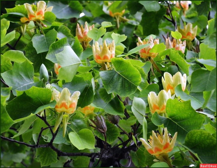 Тюльпановое дерево Головинка