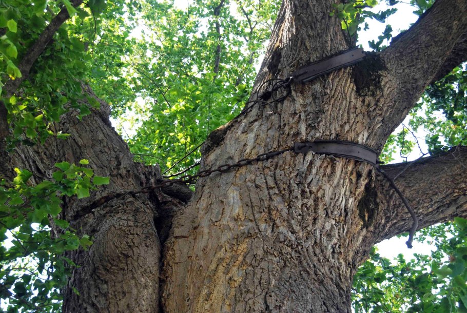 Тюльпановое дерево Лириодендрон Головинка