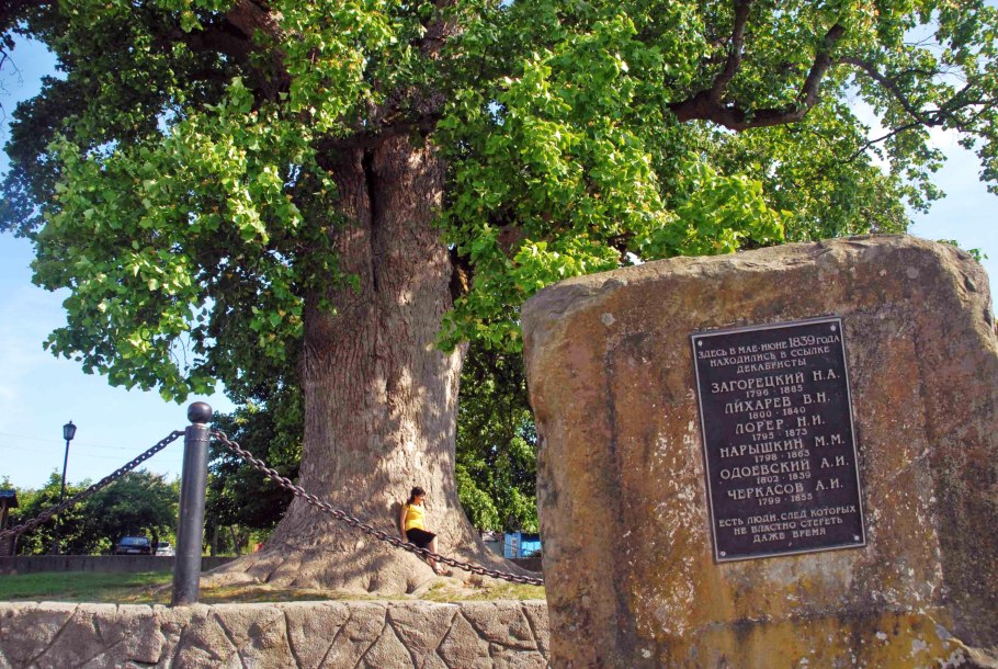 Спатодея тюльпановое дерево