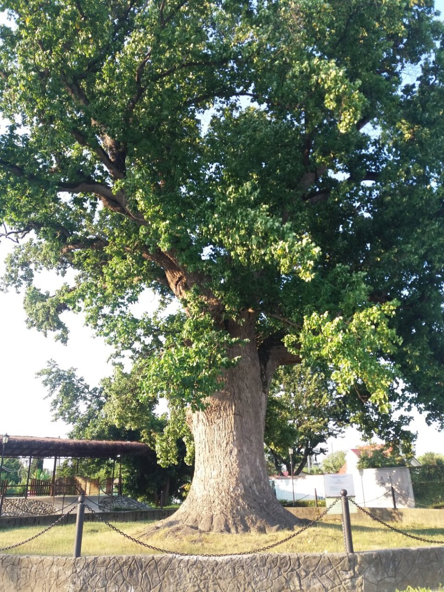Поселок Головинка дерево
