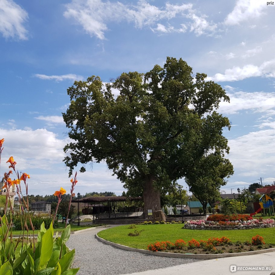 Тюльпановое дерево Головинка
