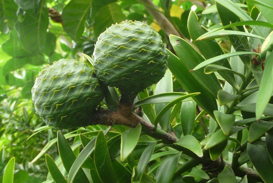 Лавровишня обыкновенная